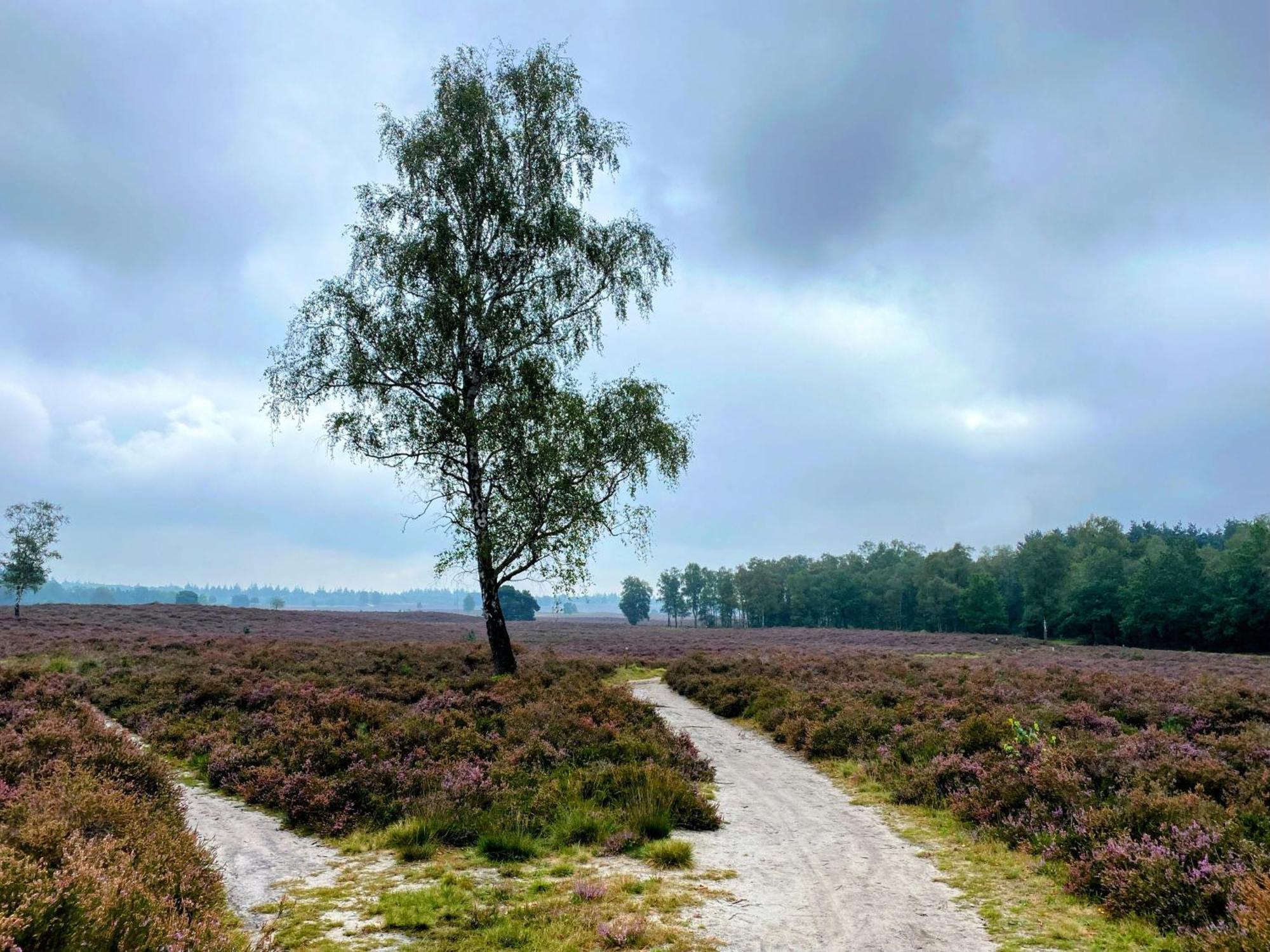 Huisje Aan De Bosrand - Veluwe Epe Eksteriør billede