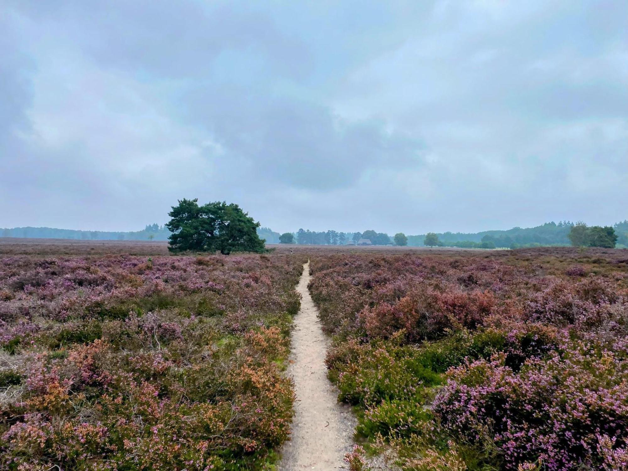 Huisje Aan De Bosrand - Veluwe Epe Eksteriør billede