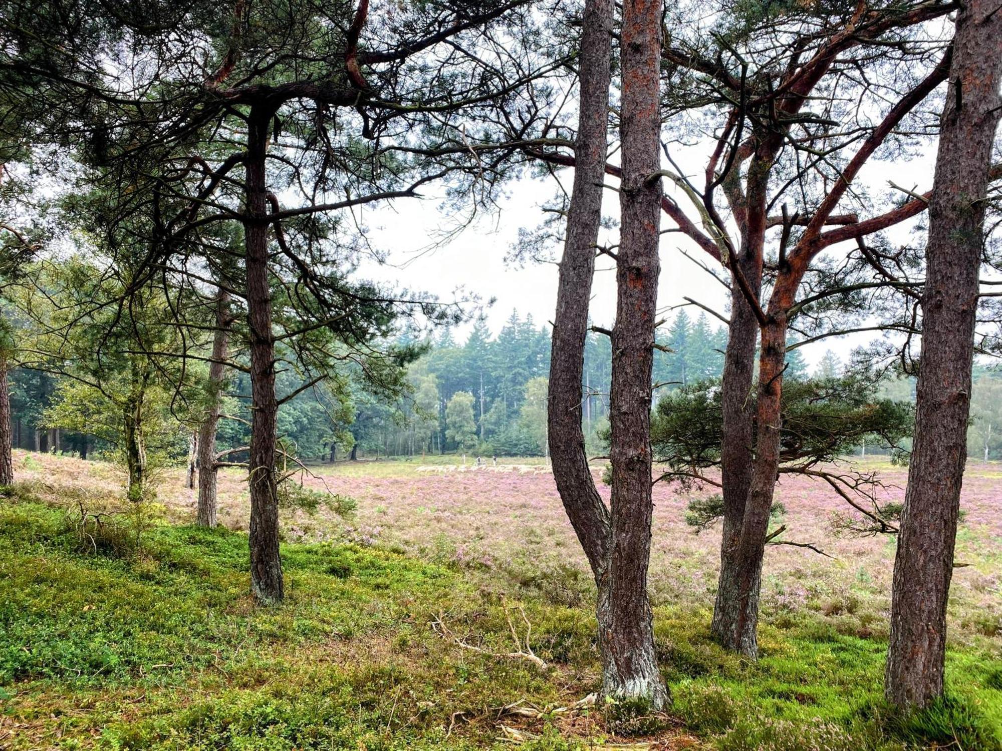 Huisje Aan De Bosrand - Veluwe Epe Eksteriør billede